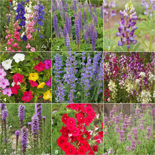 Garden Sprinkles | Hummingbird Seed Mix