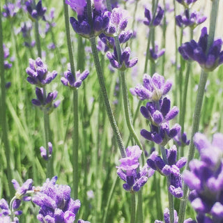 Garden Sprinkles | Lavender Potting Shed Creations, Ltd.
