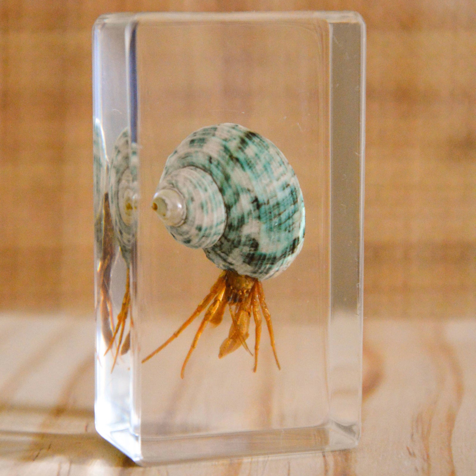 Hermit Crab Specimen