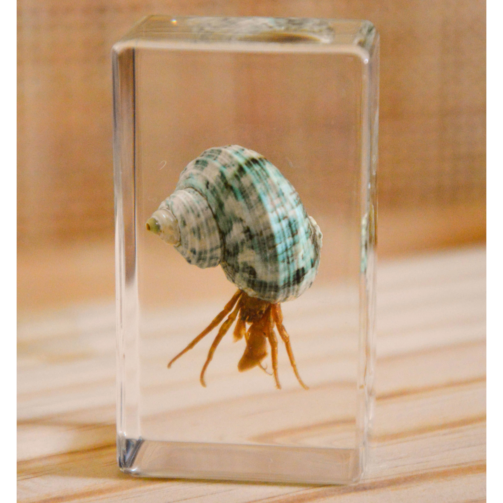 Hermit Crab Specimen