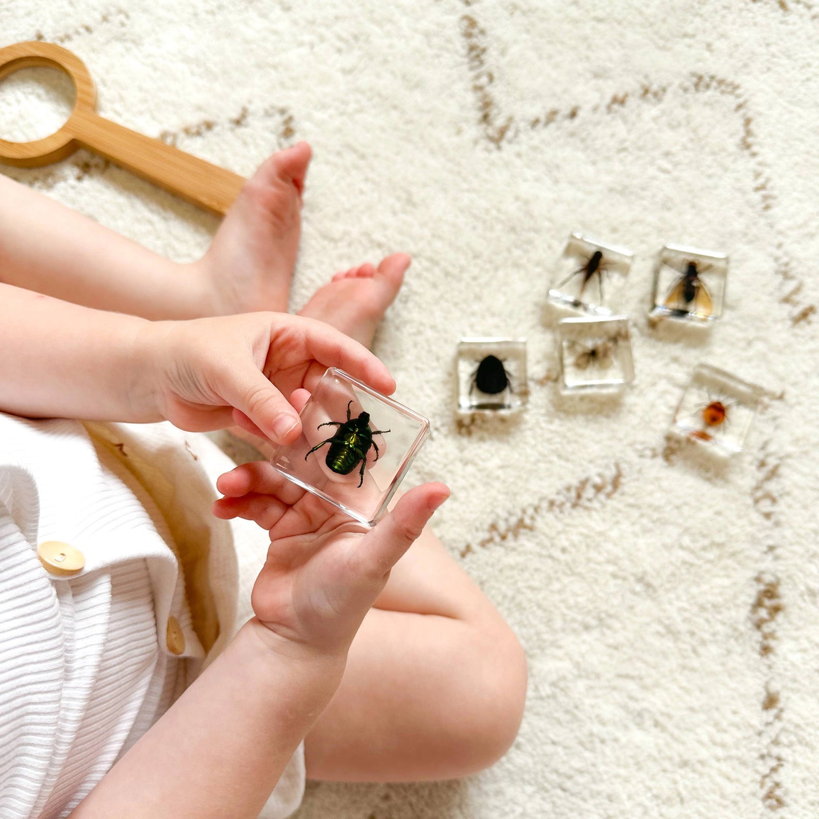 Investigative Insects Specimen Set