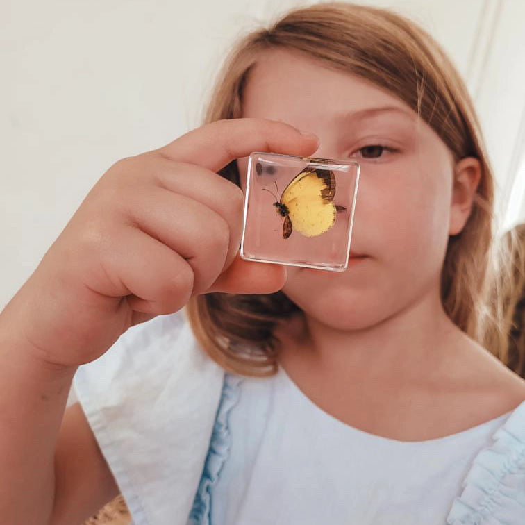Pollinator Pals Bug Specimen Set Our Earth Life