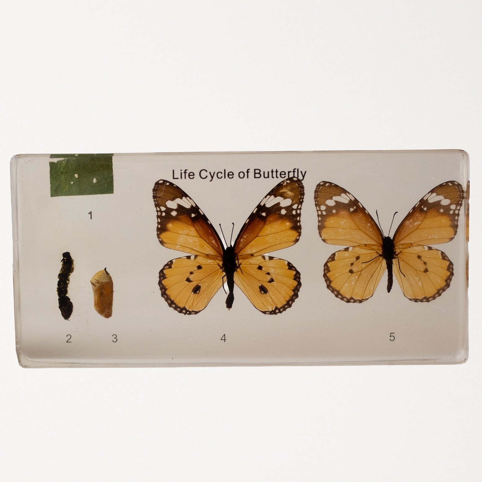 Butterfly Lifecycle Specimen Block Our Earth Life